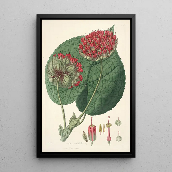 Collectanea botanica Pl14 - John Lindley — framed artwork on a wall