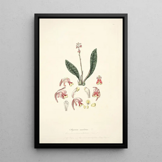 John Lindley - Collectanea botanica Pl15.webp