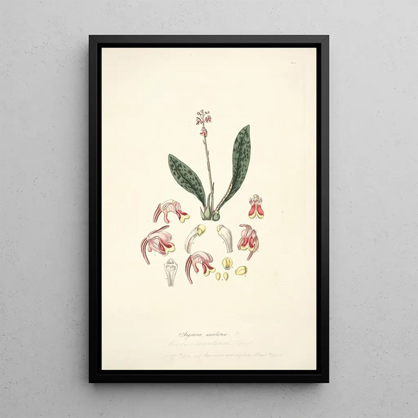 Collectanea botanica Pl15 - John Lindley — framed artwork on a wall