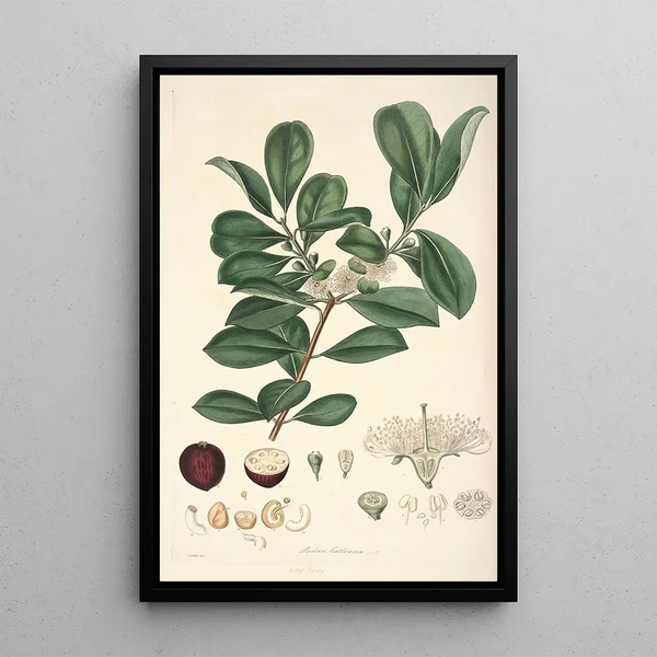 Collectanea botanica Pl16 - John Lindley — framed artwork on a wall