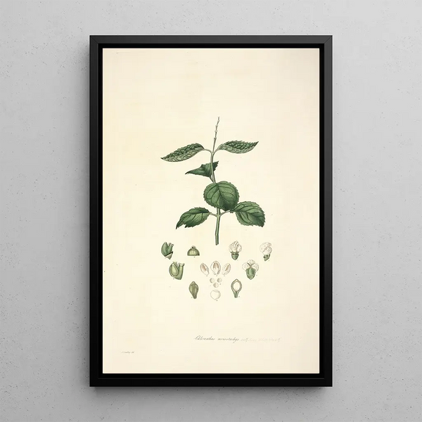 Collectanea botanica Pl17 - John Lindley — framed artwork on a wall