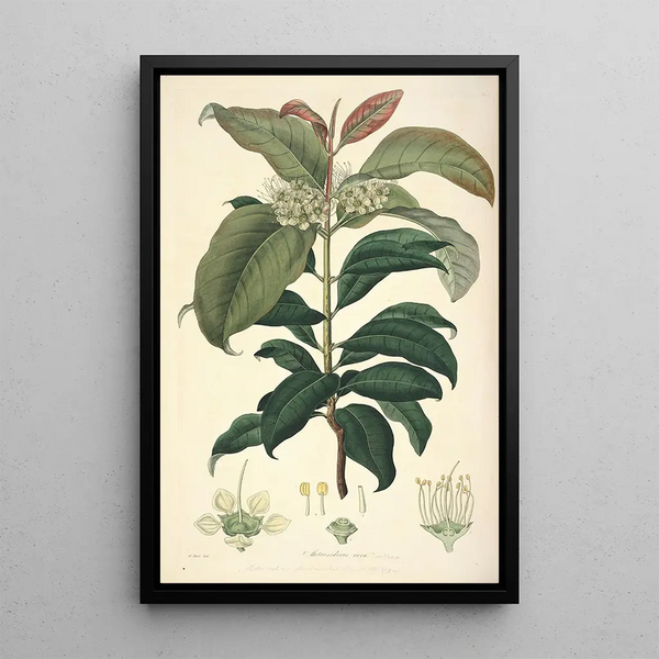 Collectanea botanica Pl18 - John Lindley — framed artwork on a wall