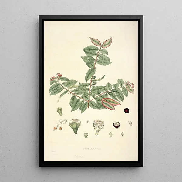 Collectanea botanica Pl19 - John Lindley — framed artwork on a wall
