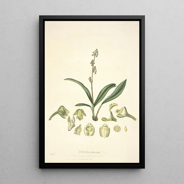 Collectanea botanica Pl20 - John Lindley — framed artwork on a wall