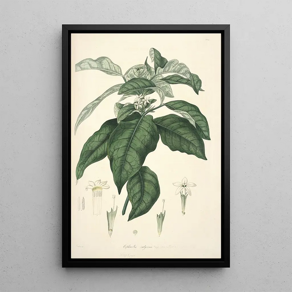 Collectanea botanica Pl21 - John Lindley — framed artwork on a wall