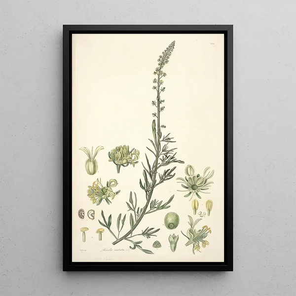 Collectanea botanica Pl22 - John Lindley — framed artwork on a wall