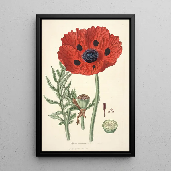 Collectanea botanica Pl23 - John Lindley — framed artwork on a wall