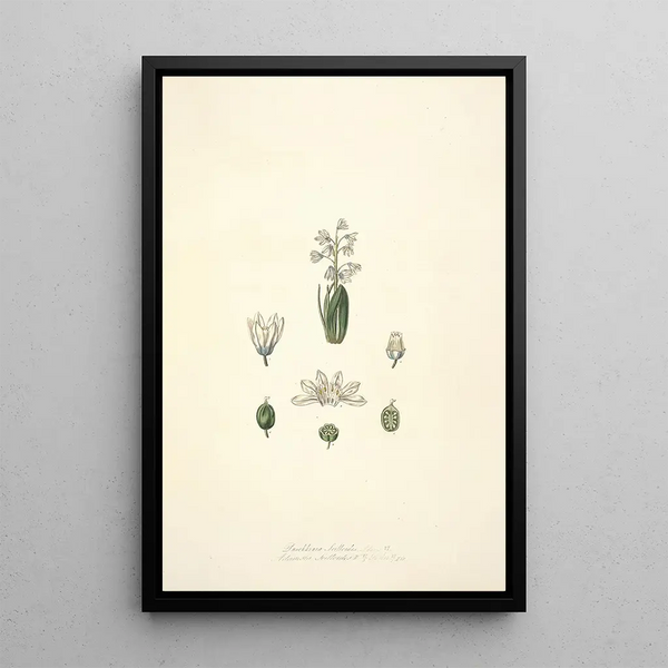 Collectanea botanica Pl24 - John Lindley — framed artwork on a wall