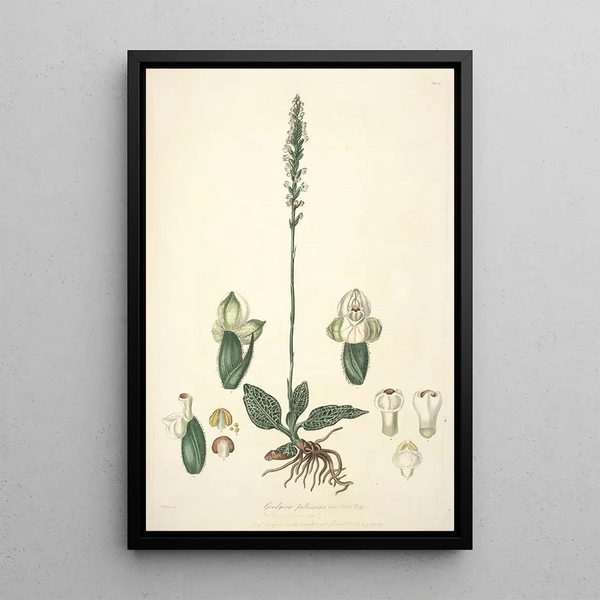 Collectanea botanica Pl25 - John Lindley — framed artwork on a wall
