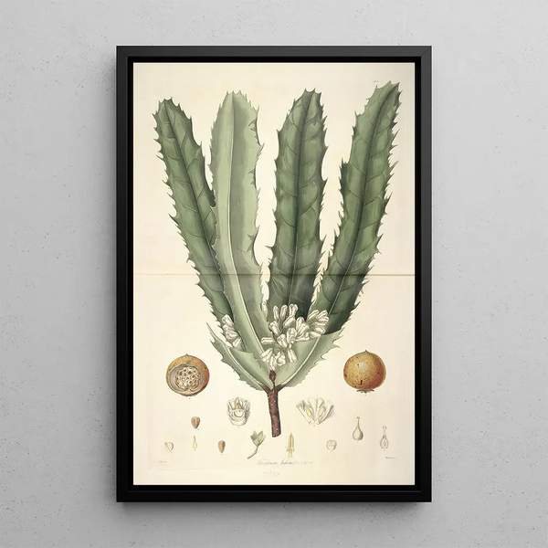 Collectanea botanica Pl26 - John Lindley — framed artwork on a wall
