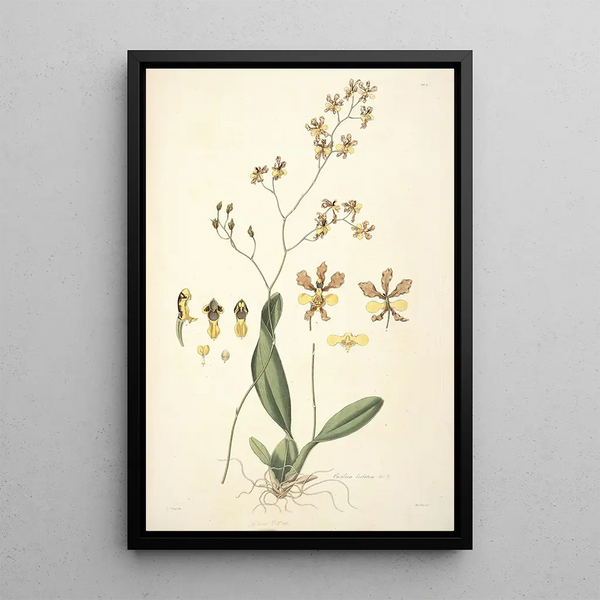 Collectanea botanica Pl27 - John Lindley — framed artwork on a wall
