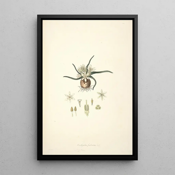 Collectanea botanica Pl28 - John Lindley — framed artwork on a wall