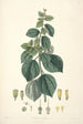 Collectanea botanica Pl29 - John Lindley — artwork view