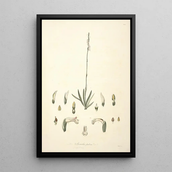 Collectanea botanica Pl30 - John Lindley — framed artwork on a wall