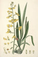 Collectanea botanica Pl31 - John Lindley — artwork view