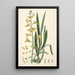 Collectanea botanica Pl31 - John Lindley — framed artwork on a wall