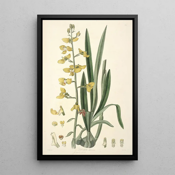 Collectanea botanica Pl31 - John Lindley — framed artwork on a wall