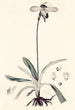 Collectanea botanica Pl32 - John Lindley — artwork view