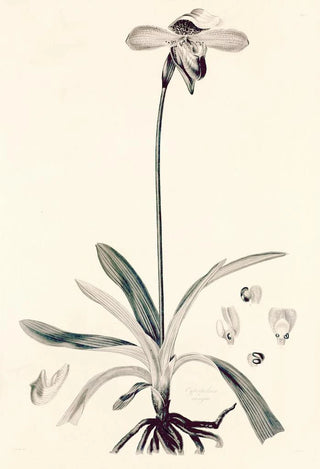 John Lindley - Collectanea botanica Pl32.webp