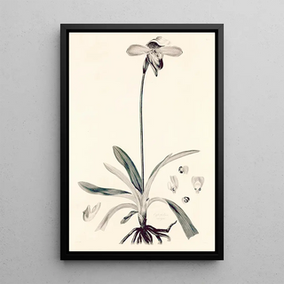 John Lindley - Collectanea botanica Pl32.webp