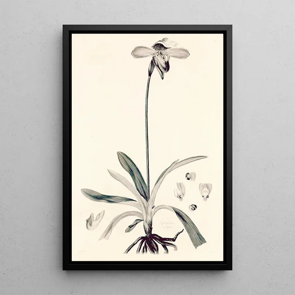 Collectanea botanica Pl32 - John Lindley — framed artwork on a wall