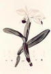 Collectanea botanica Pl33 - John Lindley — artwork view