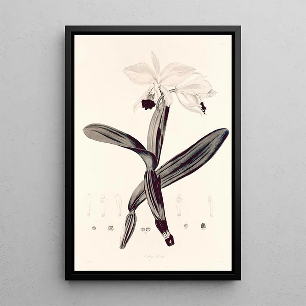 Collectanea botanica Pl33 - John Lindley — framed artwork on a wall