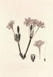 Collectanea botanica Pl34 - John Lindley — artwork view