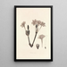 Collectanea botanica Pl34 - John Lindley — framed artwork on a wall