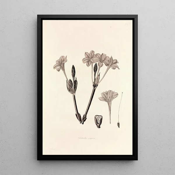 Collectanea botanica Pl34 - John Lindley — framed artwork on a wall