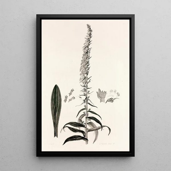 Collectanea botanica Pl35 - John Lindley — framed artwork on a wall