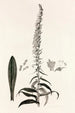Collectanea botanica Pl35 - John Lindley — artwork view