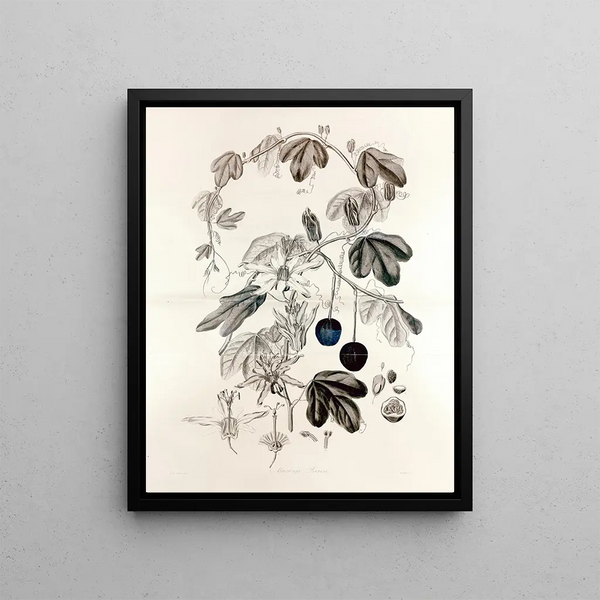 Collectanea botanica Pl. 36 - John Lindley — framed artwork on a wall