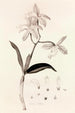 Collectanea botanica Pl37 - John Lindley — artwork view