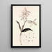Collectanea botanica Pl37 - John Lindley — framed artwork on a wall