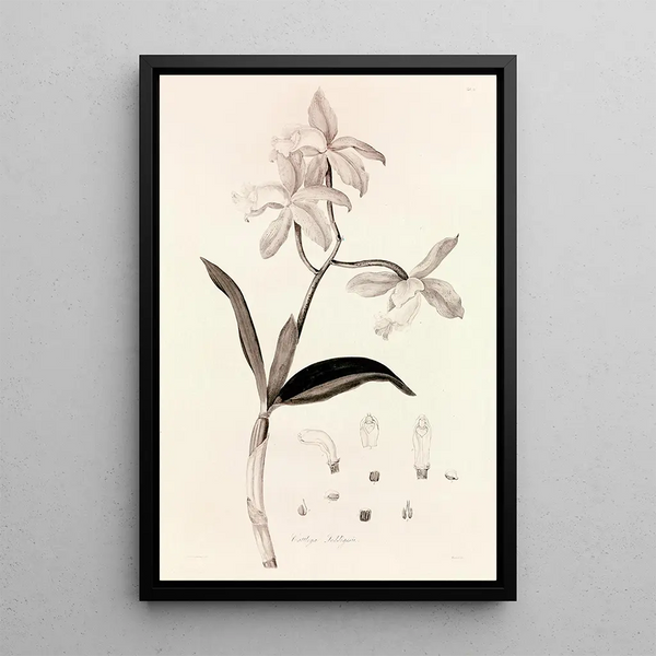 Collectanea botanica Pl37 - John Lindley — framed artwork on a wall