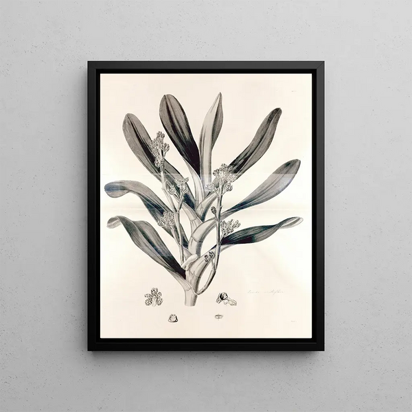 Collectanea botanica Pl. 38 - John Lindley — framed artwork on a wall