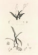 Collectanea botanica Pl39 - John Lindley — artwork view