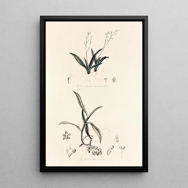 Collectanea botanica Pl39 - John Lindley — framed artwork on a wall