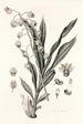 Collectanea botanica Pl40 - John Lindley — artwork view
