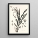 Collectanea botanica Pl40 - John Lindley — framed artwork on a wall
