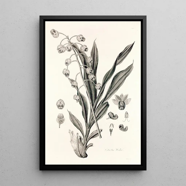 Collectanea botanica Pl40 - John Lindley — framed artwork on a wall