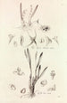 Collectanea botanica Pl41 - John Lindley — artwork view