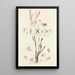 Collectanea botanica Pl41 - John Lindley — framed artwork on a wall