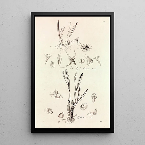 Collectanea botanica Pl41 - John Lindley — framed artwork on a wall