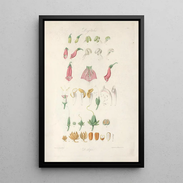 Digitalium monographia Painting Pl01 - John Lindley — framed artwork on a wall