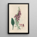 Digitalium monographia Painting Pl02 - John Lindley — framed artwork on a wall