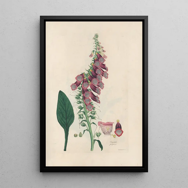 Digitalium monographia Painting Pl02 - John Lindley — framed artwork on a wall