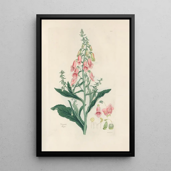 Digitalium monographia Pl03 - John Lindley — framed artwork on a wall