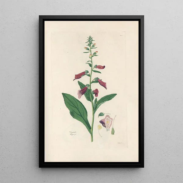 Digitalium monographia Pl04 - John Lindley — framed artwork on a wall